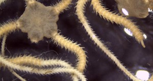 Report Shows Sediment Quality in Bellingham Bay Is Declining