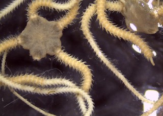 Report Shows Sediment Quality in Bellingham Bay Is Declining