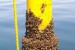 UNNC Researchers Seek for Non-Toxic Solutions to Marine Fouling