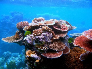 State Party Report Shows Significant Progress in Protecting Great Barrier Reef