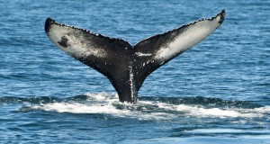 ACBPS Conducts Monitoring of Japanese Whaling Fleet in Southern Ocean