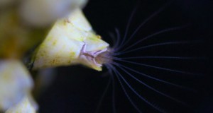 The small barnacles from Kiel Fjord