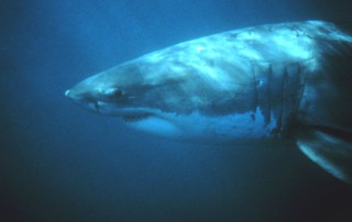 whiteshark