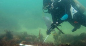 Nearshore Hardbottom Monitoring Underway in Florida