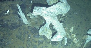 jaera-2