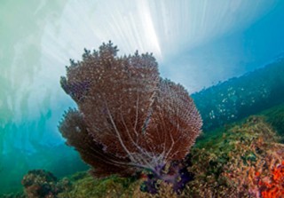 CSA Provides Benthic Habitat Assessment for U.S. Navy