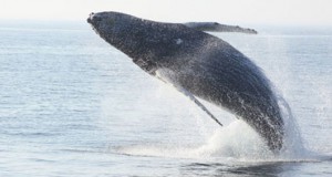 Fundy Tidal Gets Funds for Collaborative Marine Life Observation Program
