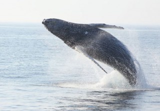 Fundy Tidal Gets Funds for Collaborative Marine Life Observation Program
