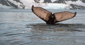 Genetic Study Reveals Humpback Whale Subspecies
