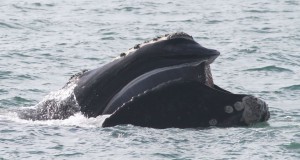 New Measures to Minimize Impacts of OWF Construction on North Atlantic Right Whales