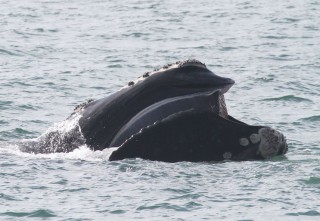 New Measures to Minimize Impacts of OWF Construction on North Atlantic Right Whales
