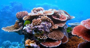 Reef 2050 Plan Helps to Protect Great Barrier Reef
