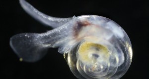 SEA SNAIL