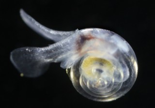 SEA SNAIL