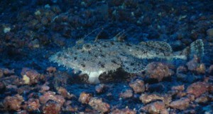 Spain Bans Trawling in Two Balearic Seamounts and Fort d’en Moreu