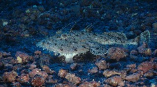 Spain Bans Trawling in Two Balearic Seamounts and Fort d’en Moreu