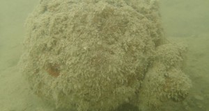 A suspected Explosive Remnant of War was discovered near the main wharf in Betio Lagoon, South Tarawa in the Republic of Kiribati.