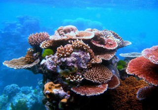 Great Barrier Reef Funding Increased