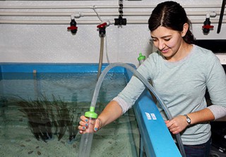 MBARI Exhibits Vampire Squid and Other Deep-Sea Cephalopods