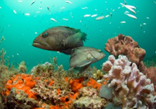 NOAA American Public Can Nominate National Marine Sanctuaries