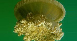 NOC World’s First Global Jellyfish Database Created