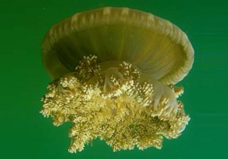 NOC World’s First Global Jellyfish Database Created