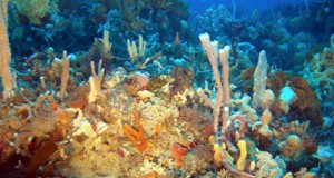UQ Researchers Study Climate Change Impacts on Marine Environments