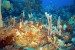 UQ Researchers Study Climate Change Impacts on Marine Environments