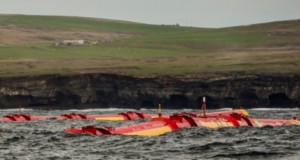 pelamis