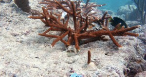 Corps Focuses on Protecting Marine Life During Miami Harbor Deepening