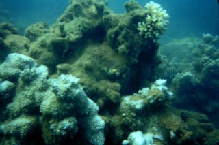NQBP Welcomes New Study on Sediment Impacts on Corals