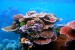 New Study Shows Increased Dredging Impact on Coral Diseases