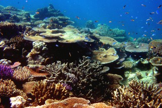 healthy-reef-with-fish
