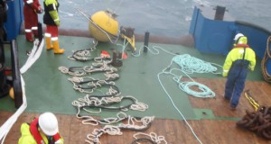 pelamis