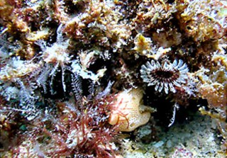 Martin County Grows Its Artificial Reef Program.