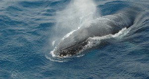 Humpback whale in the Weddell
Sea (Photo: Henri Robert)