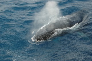 Humpback whale in the Weddell
Sea (Photo: Henri Robert)