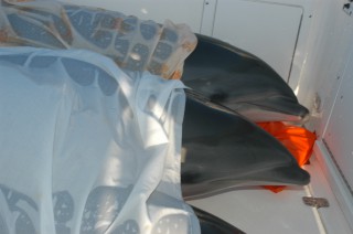 NOAA Awards Funds for Rescue of Stranded Marine Mammals