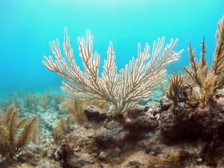 Ocean Warming Affects Florida Reefs, USGS Study Reveals