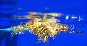 mbari