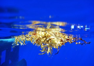 mbari