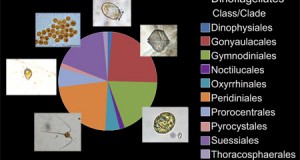 MBARI New Database to Provide Information on Marine Microbes