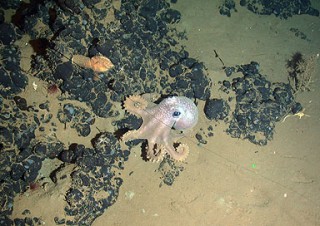 Graneledone-sp-octopus-web