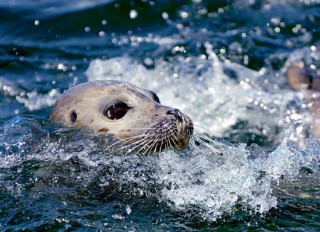 Marine Mammal Monitoring