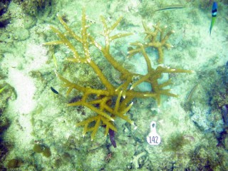 CSA Relocates Corals to Install Subsea Cable in Florida