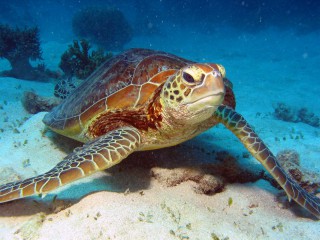 NUS Turtle Robot for Underwater Surveys