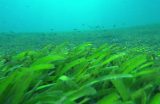 NQBP Marks 20 Years of Seagrass Monitoring