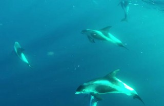Forewind Funds North Sea DEPONS project