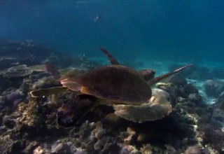 BHP Billiton, CSIRO Team Up on Ningaloo Reef Project