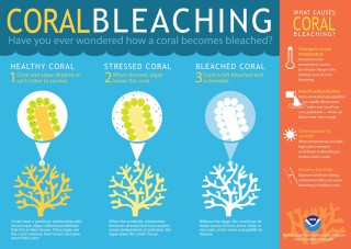 NOAA Warm Ocean Temperatures Could Lead to Coral Bleaching